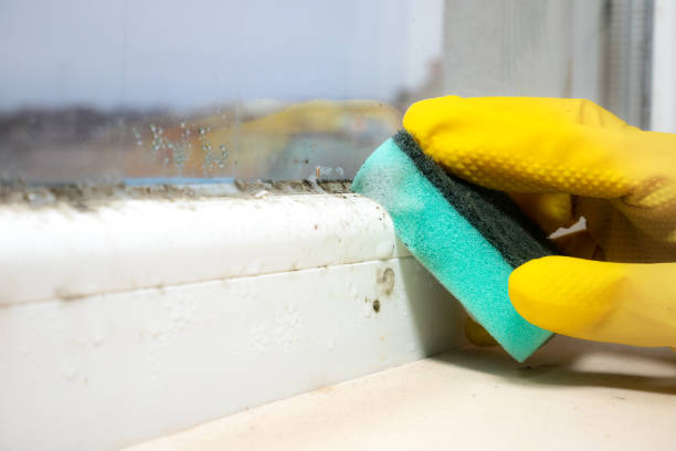 Best Mold Testing and Removal  in Madison, NE